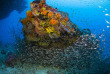 Maldives - Croisière Scubaspa - Scubaspa Yang