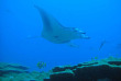 Maldives - Six Senses Laamu - Plongée