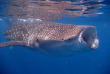 Maldives - Soleni Dive Center - Soneva Fushi