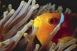 Maldives - Soleni Dive Center - Soneva Fushi