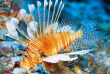 Maldives - Soleni Dive Center - Soneva Fushi