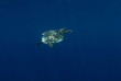 Maldives - Soleni Dive Center - Soneva Fushi