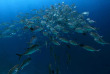 Maldives - Soneva Fushi - Plongée