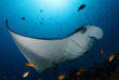 Maldives - Soneva Fushi - Plongée