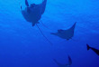Maldives - The Barefoot Eco Hotel - Plongée
