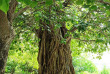 Maldives - The Barefoot Eco Hotel - Activités et excursions