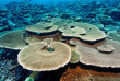 Maldives - The Barefoot Eco Hotel - Plongée