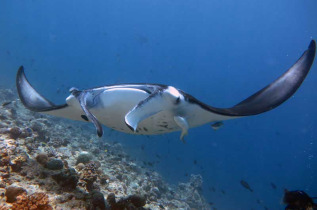 Maldives - Dhigurah - BB Dive