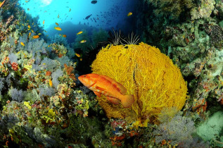 Maldives - Baglioni Resort Maldives - Centre de plongée Maagau Dive Centre