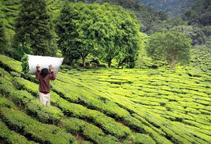 Sri Lanka - Plantation de thé © Shutterstock, Carlos Amarillo